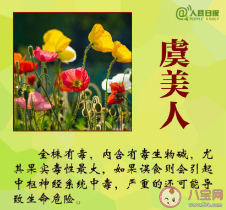 大学生吃曼陀罗种子祛痘住进ICU是怎么回事 曼陀罗种子毒性有多强