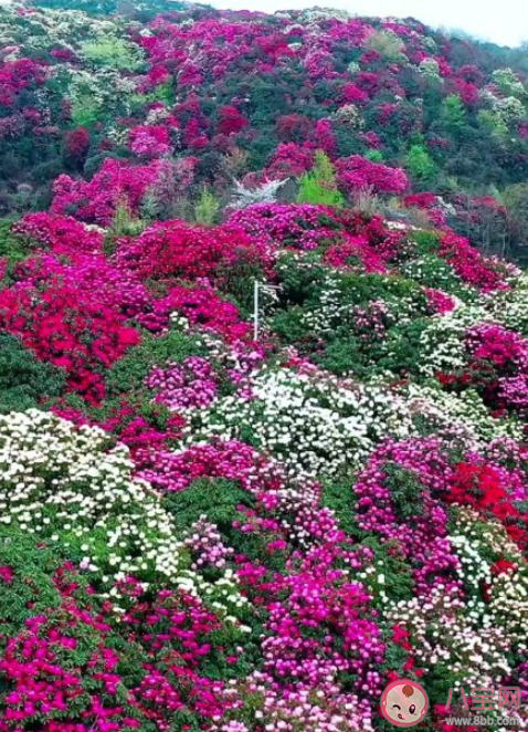 重庆杜鹃花海在哪可以看到 杜鹃花的花期是几月 重庆杜鹃花海在哪可以看到 杜鹃花的花期是几月