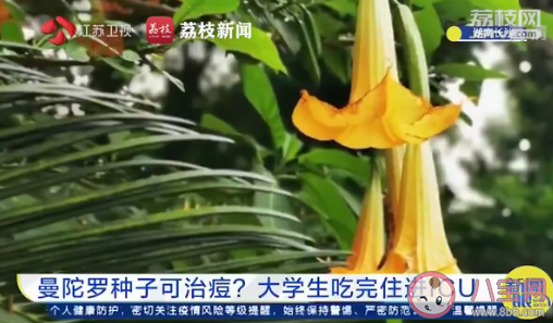 大学生吃曼陀罗种子祛痘住进ICU是怎么回事 曼陀罗种子毒性有多强