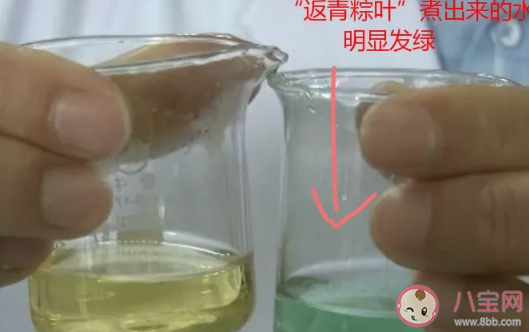 返青粽叶怎么辨别 返青粽叶和新鲜粽叶的区别