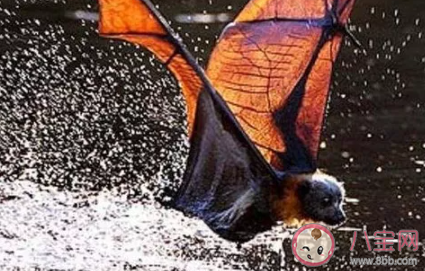 老鼠人蝙蝠人什么梗 老鼠人蝙蝠人什么意思