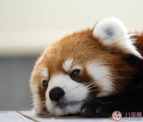 群聊到底有什么用 群聊是用来干嘛的