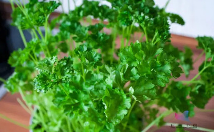 讨厌香菜是基因变异了怎么回事 为什么讨厌吃香菜