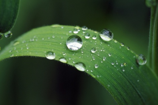 白露吃什么食物养生 白露养生食物推荐 白露吃什么食物养生 白露养生食物推荐