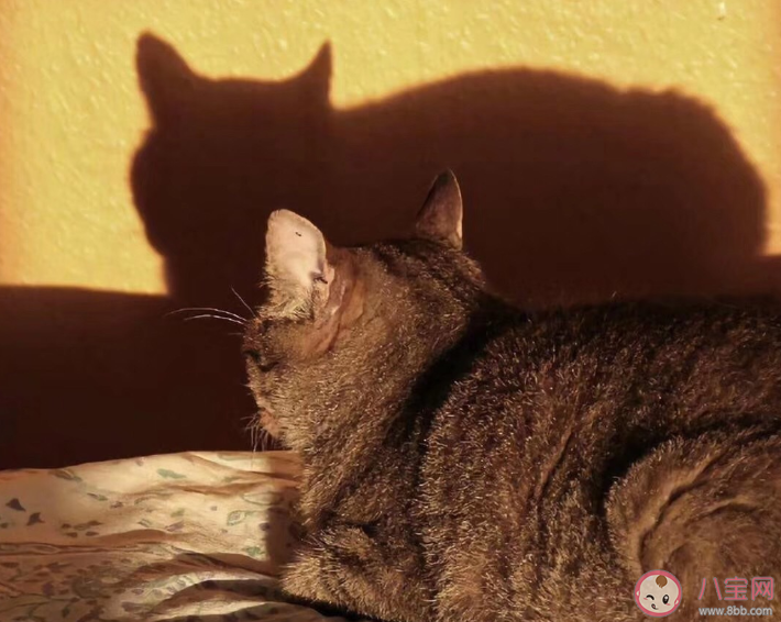 感情债真的存在吗 感情债是什么意思