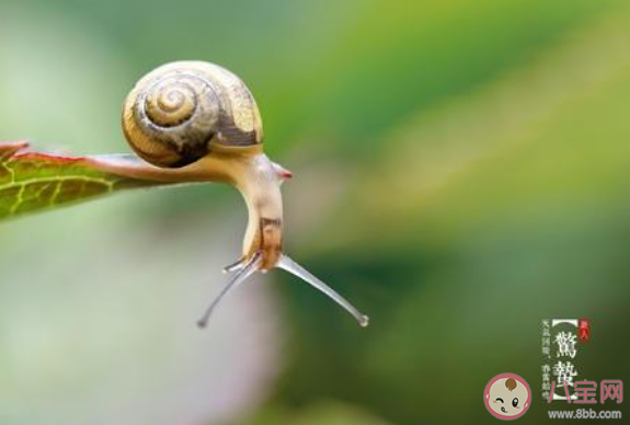 惊蛰节气到了的唯美说说短句2020 惊蛰节气到了的优美文案句子 惊蛰节气到了的唯美说说短句2020 惊蛰节气到了的优美文案句子