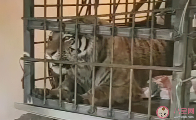 完达山1号为什么要隔离45天 完达山1号会放生到哪里