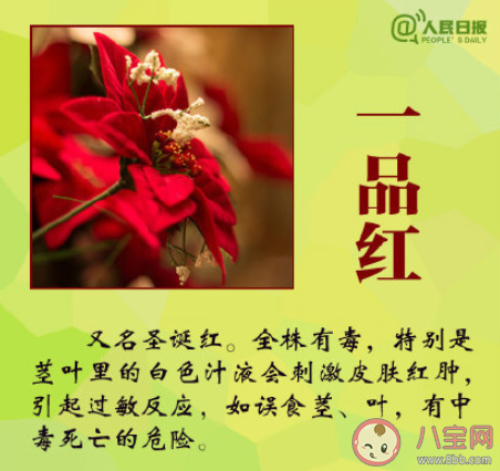 大学生吃曼陀罗种子祛痘住进ICU是怎么回事 曼陀罗种子毒性有多强