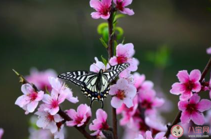 桃花开了的心情句子2020 桃花开了发朋友圈的心情说说