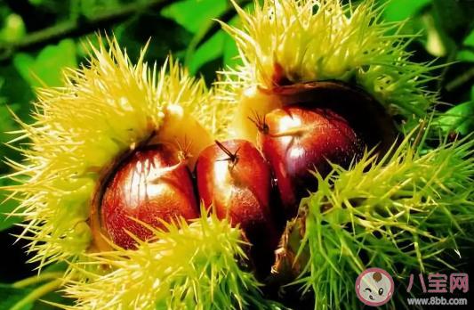 孕妇吃板栗多少合适 孕妇吃板栗吃多了会怎么样