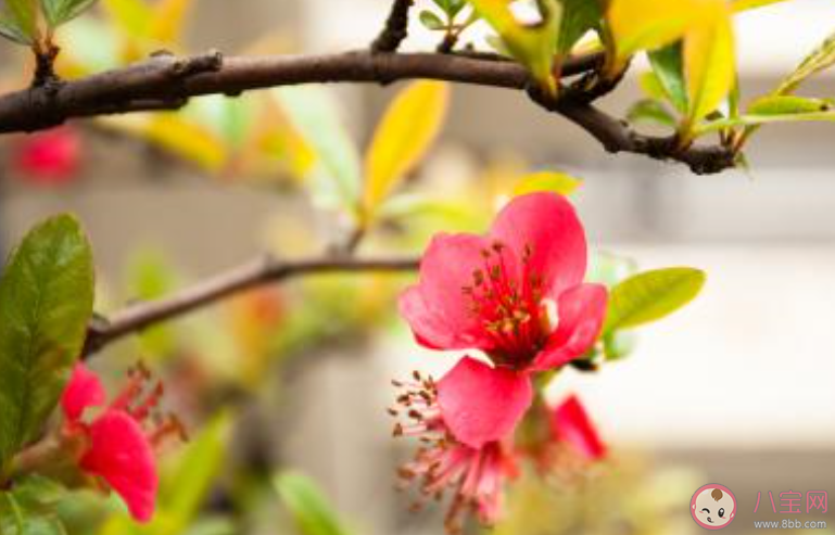 春天花开了发朋友圈文案说说 春天来了花开了的心情句子 春天花开了发朋友圈文案说说 春天来了花开了的心情句子