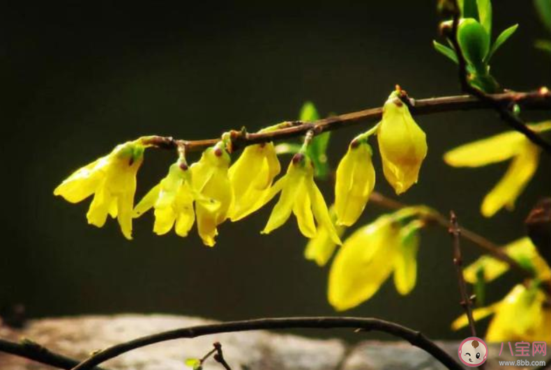 2020春天赏花的朋友圈说说 春天赏花的朋友圈说说配图大全