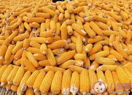 玉米价格为什么大涨 玉米价格何时恢复正常 玉米价格为什么大涨 玉米价格何时恢复正常