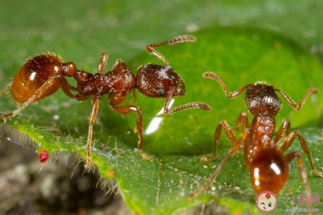 红火蚁到底有多可怕 红火蚁有什么危害 红火蚁到底有多可怕 红火蚁有什么危害