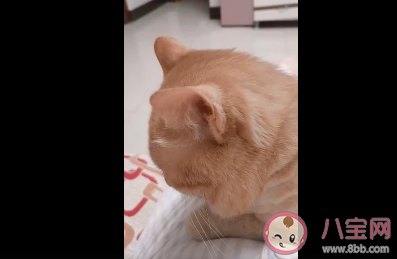 猫忧伤是什么状态 猫咪忧伤的时候会有哪些表现 猫忧伤是什么状态 猫咪忧伤的时候会有哪些表现