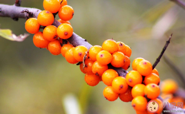 水果越酸是不是维生素C含量一定越高 维生素C和口感上的酸度有关系吗