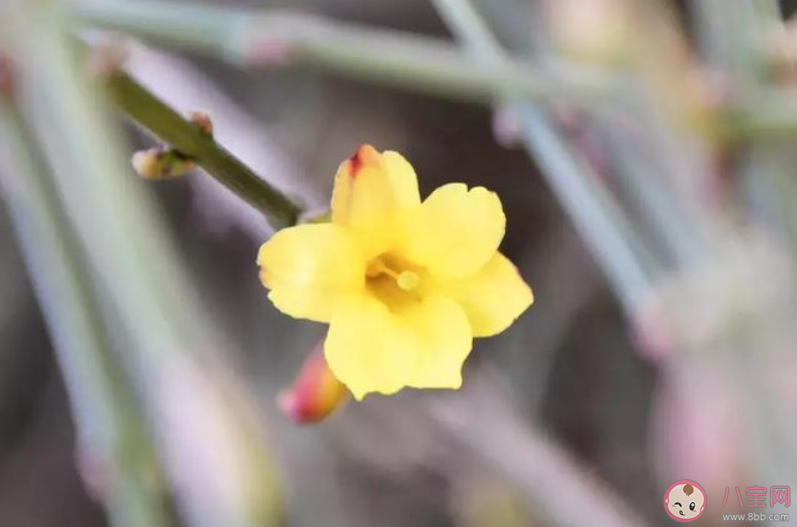 2020春天赏花的朋友圈说说 春天赏花的朋友圈说说配图大全