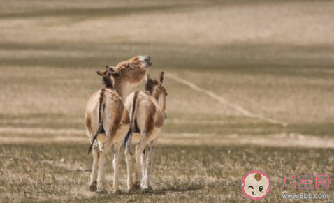 动物园是为人服务还是为动物服务 动物园里谁是主人