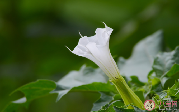 曼陀罗毒性有多大 哪些常见的植物有毒