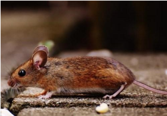 江西大余全民灭鼠是怎么回事 江西大余全民灭鼠奖励多少