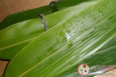 如何挑选新鲜的粽叶 端午粽叶挑选方法