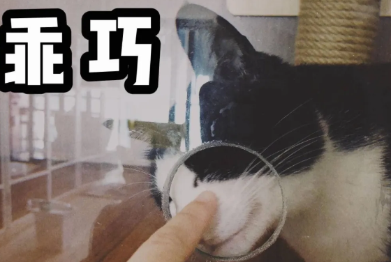 如果能和宠物谈话一小时 你会说些什么