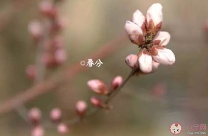 2020今日春分心情文案说说 今日春分发朋友圈唯美句子