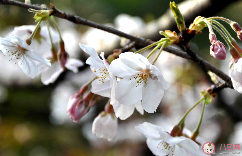 期待武汉樱花盛开疫情散去的说说句子 相约一起到武汉看樱花的心情句子