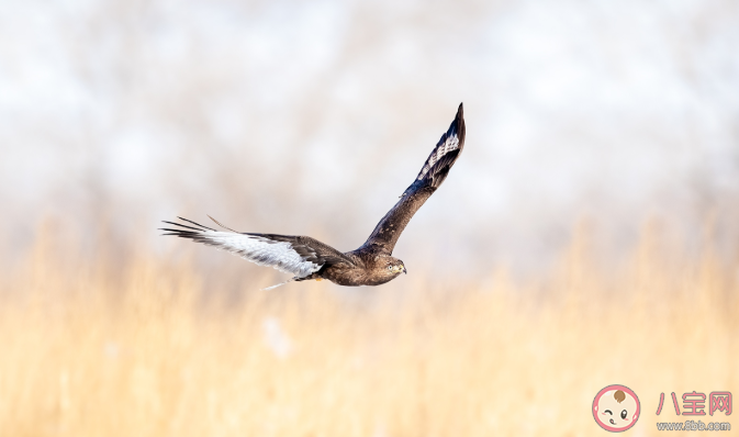 蚂蚁庄园左牵黄右擎苍中苍是指哪种动物 古代打猎苍鹰作用是什么