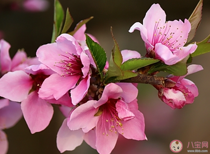 关于形容桃花的好词好句说说大全 描写桃花的优秀文案句子2020