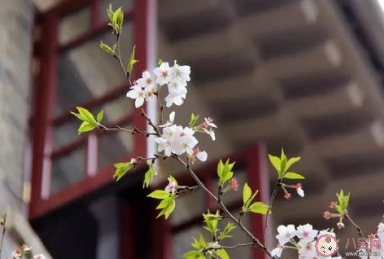期待武汉樱花盛开疫情散去的说说句子 相约一起到武汉看樱花的心情句子