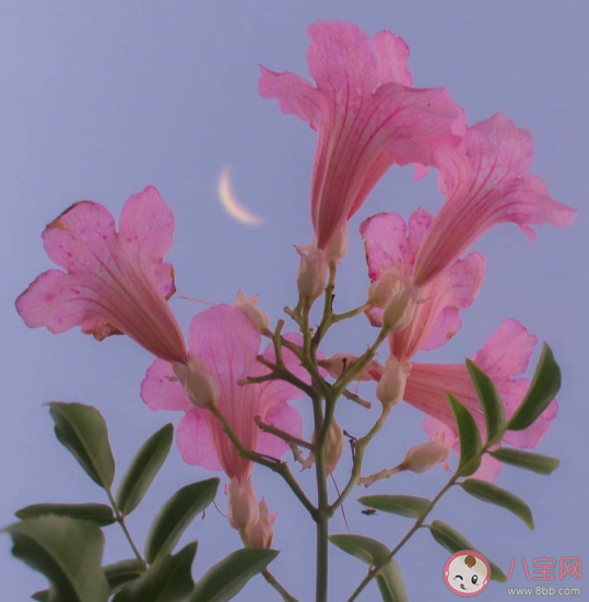 三月春暖花开的说说 三月春暖花开朋友圈句子