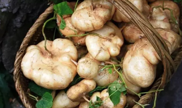 怀孕可以吃凉薯吗 凉薯是不是就是地瓜 怀孕可以吃凉薯吗 凉薯是不是就是地瓜