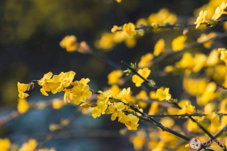2020迎春花开了心情说说 迎春花开了心情句子