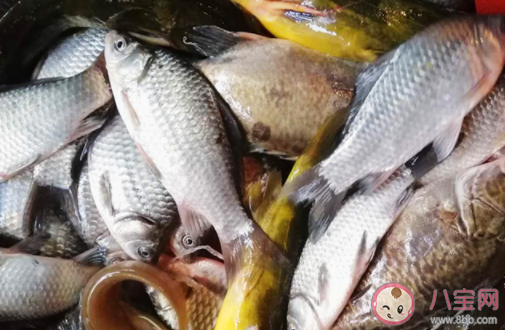 鱼肚子里的黑膜可以吃吗 鱼肚子里的黑膜怎么去掉 鱼肚子里的黑膜可以吃吗 鱼肚子里的黑膜怎么去掉