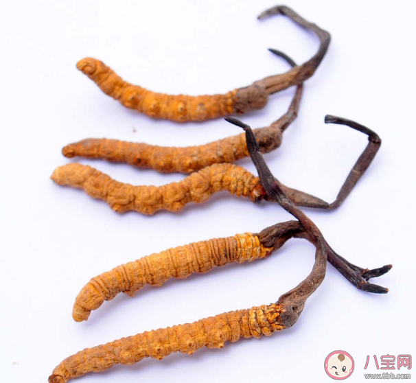 孩子可以吃冬虫夏草吗 几岁孩子能吃冬虫夏草