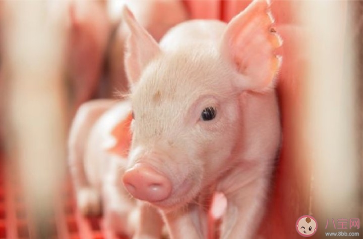 2020疫情期间猪肉多少钱一斤 疫情期间猪肉涨价是合法的吗