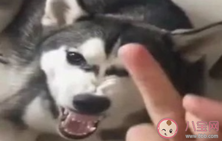 出一咬三什么意思什么梗 出一咬三的意思和出处 出一咬三什么意思什么梗 出一咬三的意思和出处