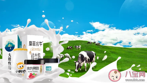 摩菲水牛奶是水牛产的奶吗  摩菲水牛纯牛奶好不好好不好