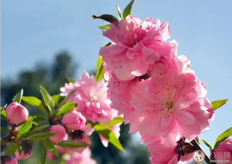 桃花开了朋友圈文案说说 适合桃花开了发朋友圈文案句子