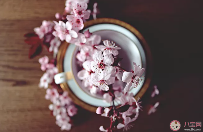 桃花开了经典美文句子 桃花开了经典说说语录大全 桃花开了经典美文句子 桃花开了经典说说语录大全