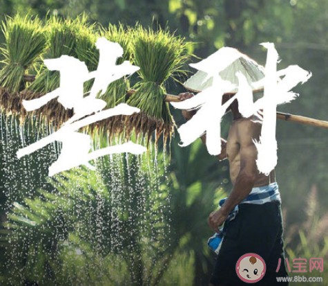 芒种早安文案句子2020 芒种节气早安语录说说