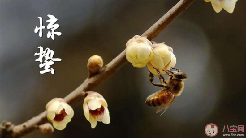 惊蛰吃梨的好处是什么 惊蛰吃梨的三种食用方法