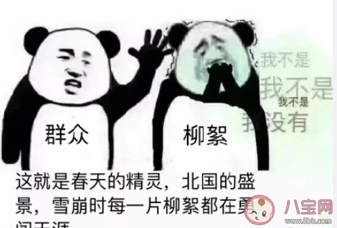 柳絮杨絮满天飞的心情句子 柳絮杨絮满天飞的朋友圈说说