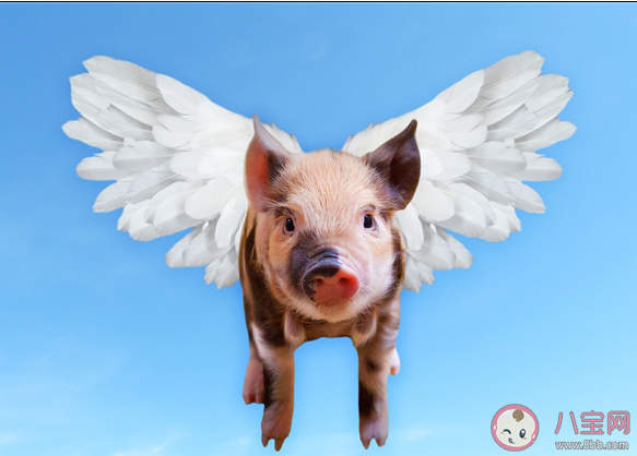 猪肉价格跌破每斤15元是怎么回事 夏天猪肉还会涨价吗 猪肉价格跌破每斤15元是怎么回事 夏天猪肉还会涨价吗