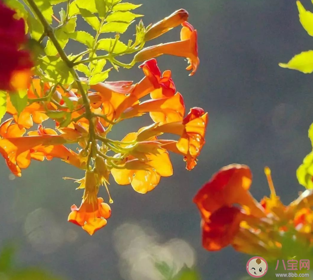 曼陀罗毒性有多大 哪些常见的植物有毒