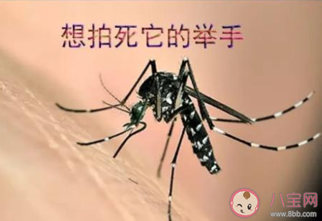 夏季常见有效的驱蚊方法有哪些 夏季好用的驱蚊方法推荐