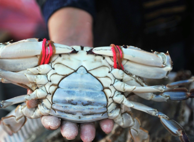 挑选螃蟹怎么分公母 怎么挑选新鲜的螃蟹 挑选螃蟹怎么分公母 怎么挑选新鲜的螃蟹