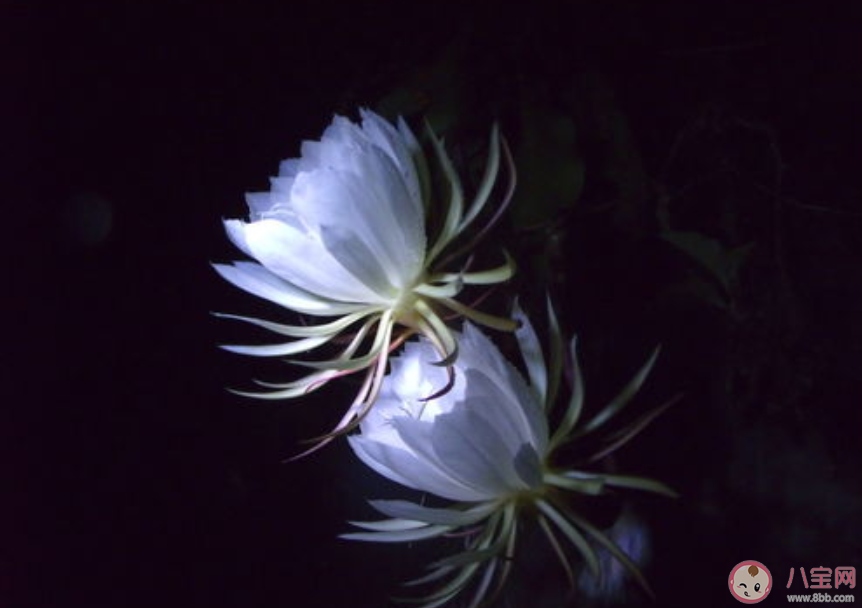 昙花一般在晚上盛开是因为要 蚂蚁庄园4月5日答案