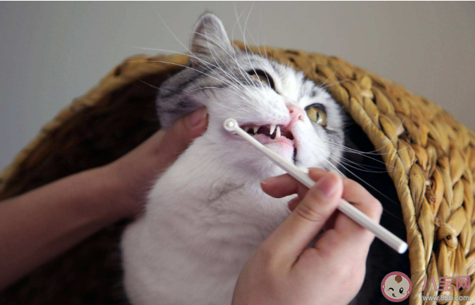猫咪多大可以开始刷牙 猫咪多久刷一次牙比较好